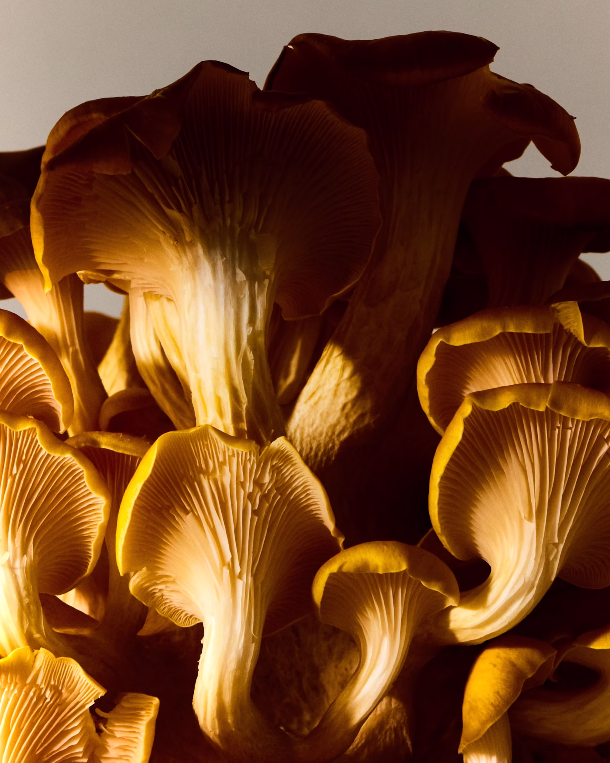 241028_OntarioVeg_01_11655 1_1