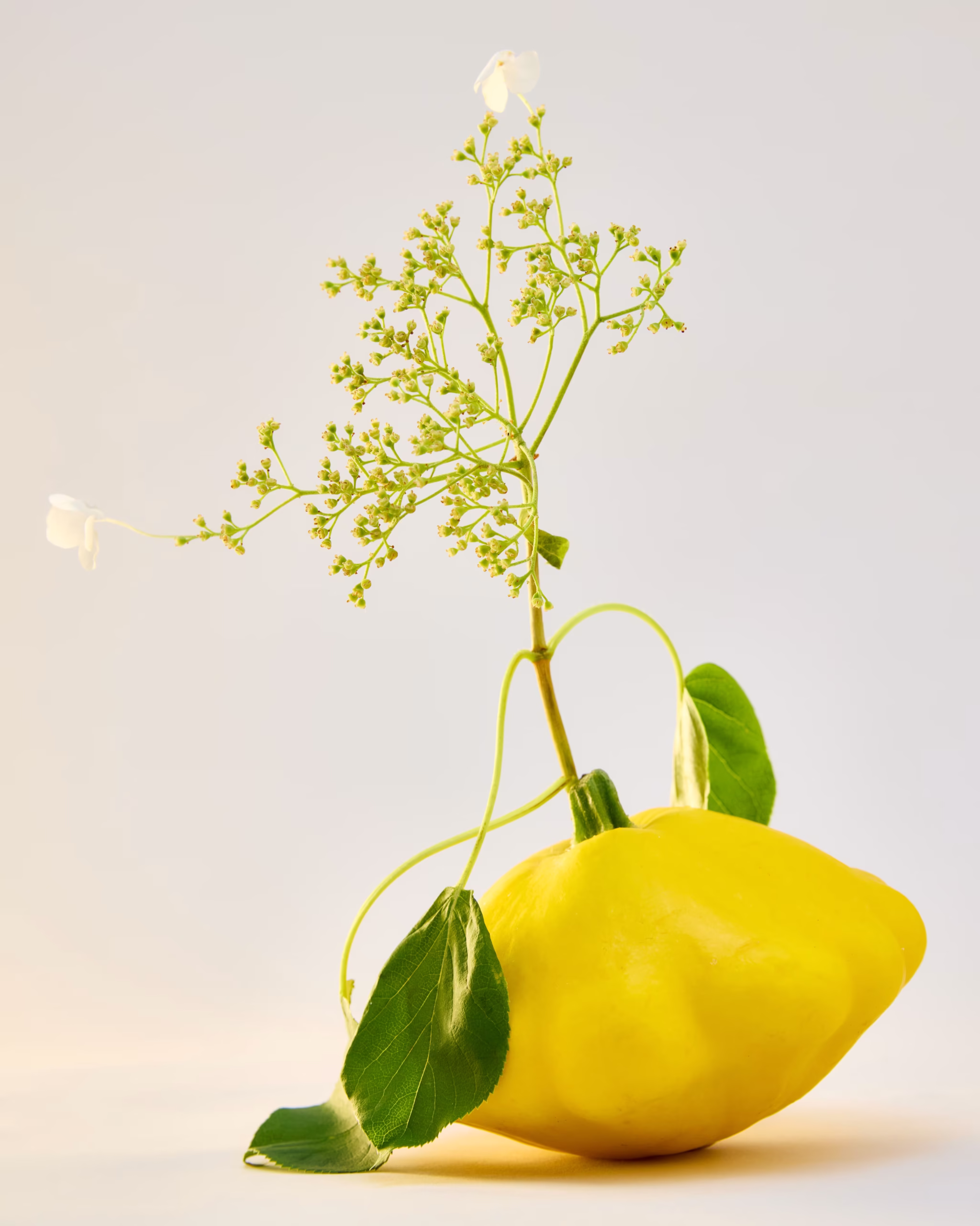 250623_SummerProduce1897