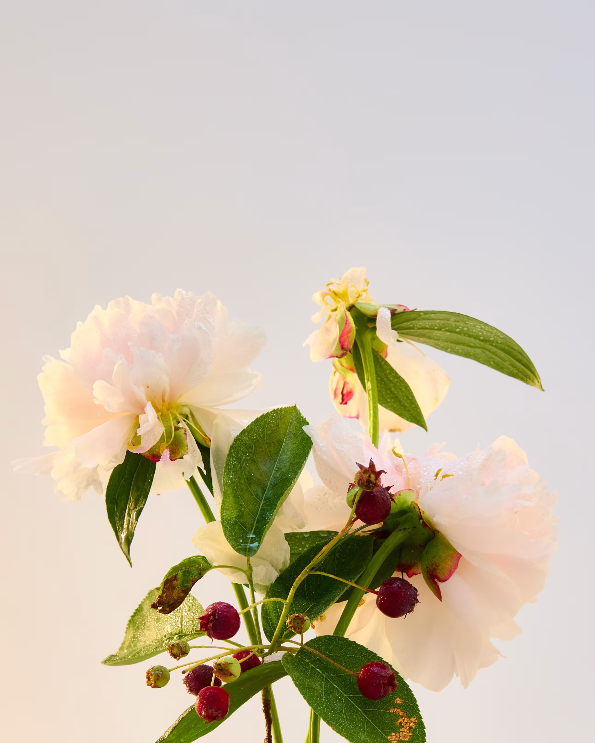 250623_SummerProduce2065