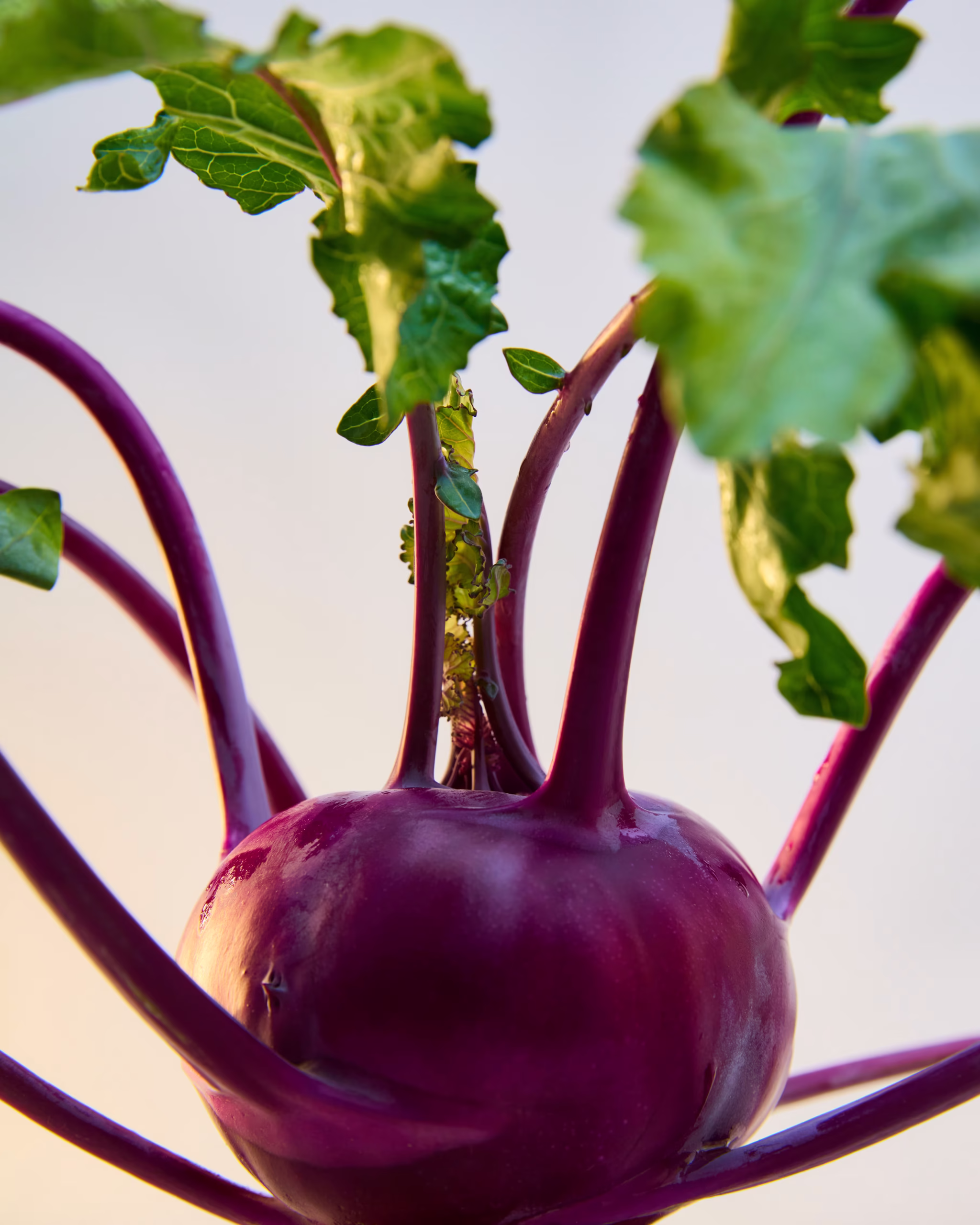 250623_SummerProduce2089