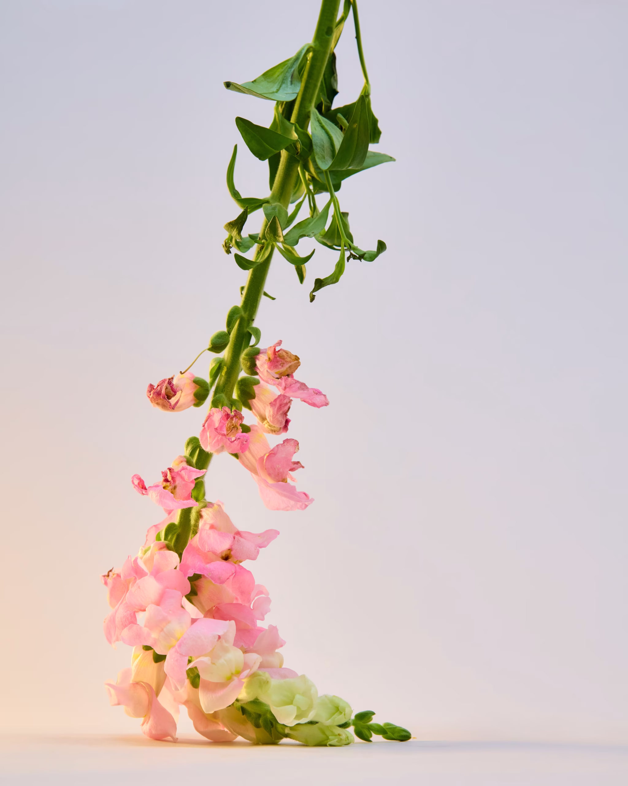 250623_SummerProduce2104