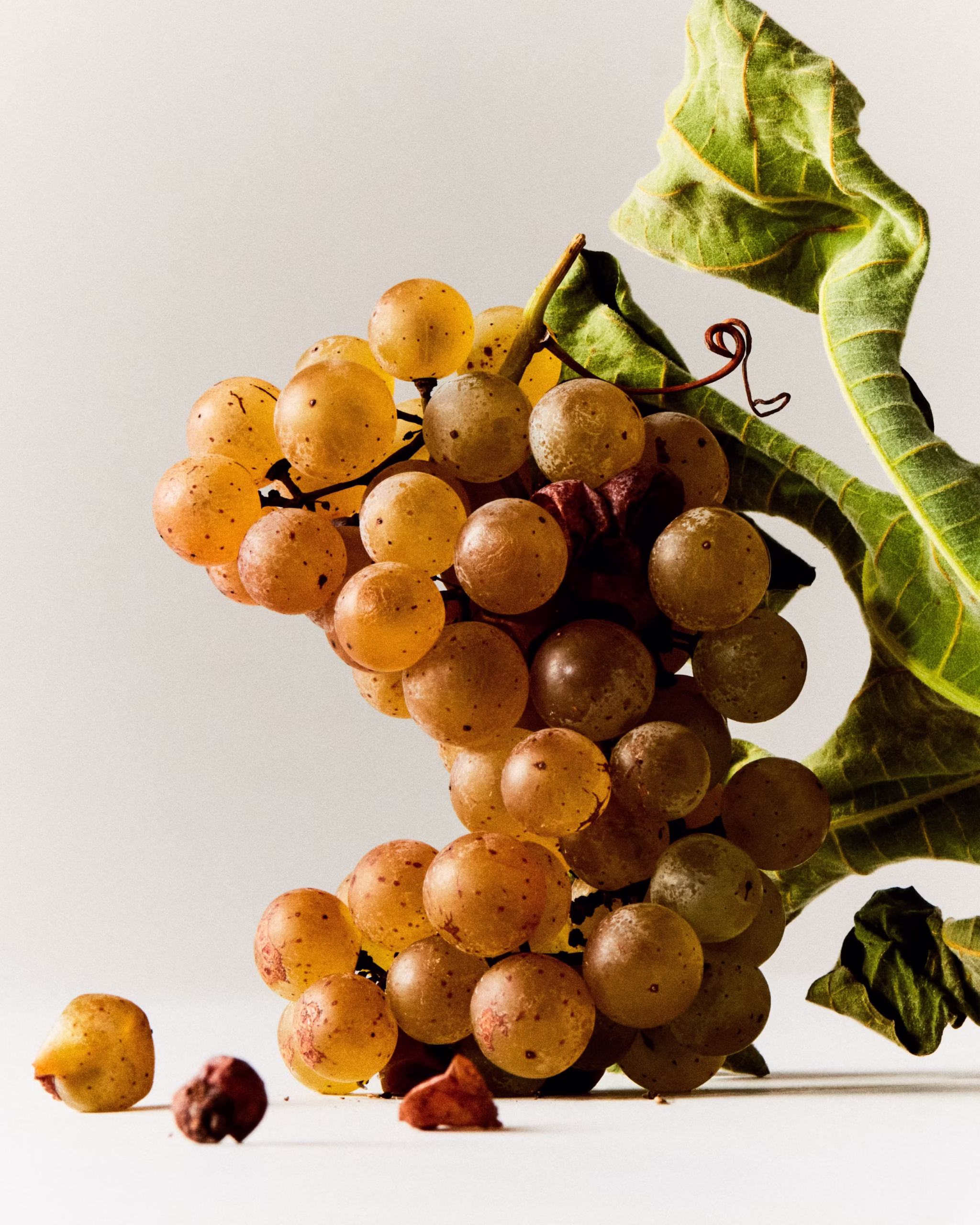 ONTARIO PRODUCE: FALL