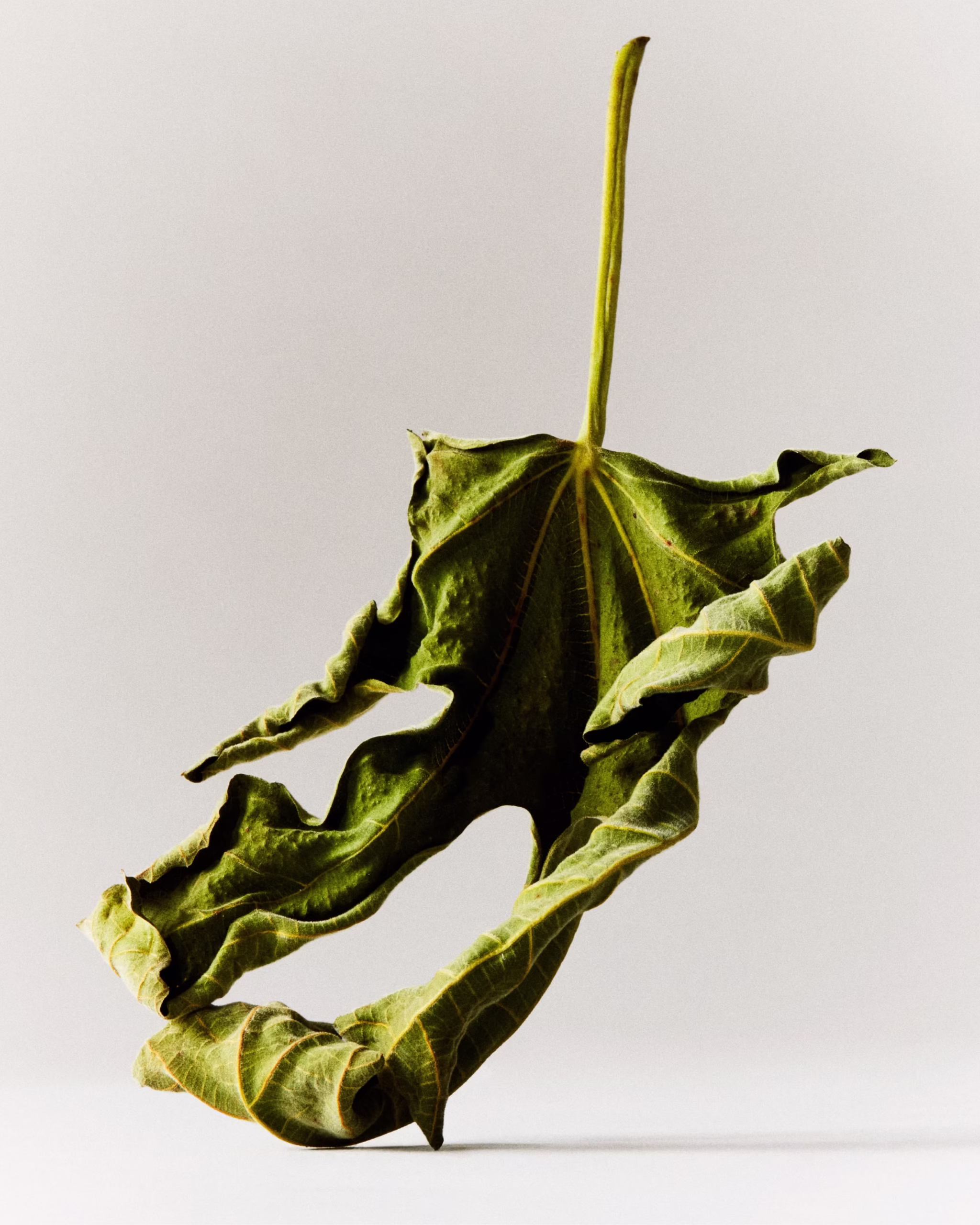 Home Mobile_ 1600×2000-1